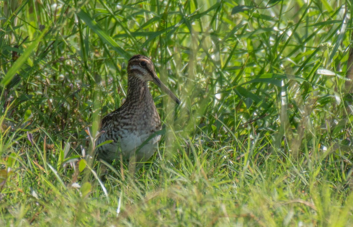 bekasina severoamerická - ML646535119