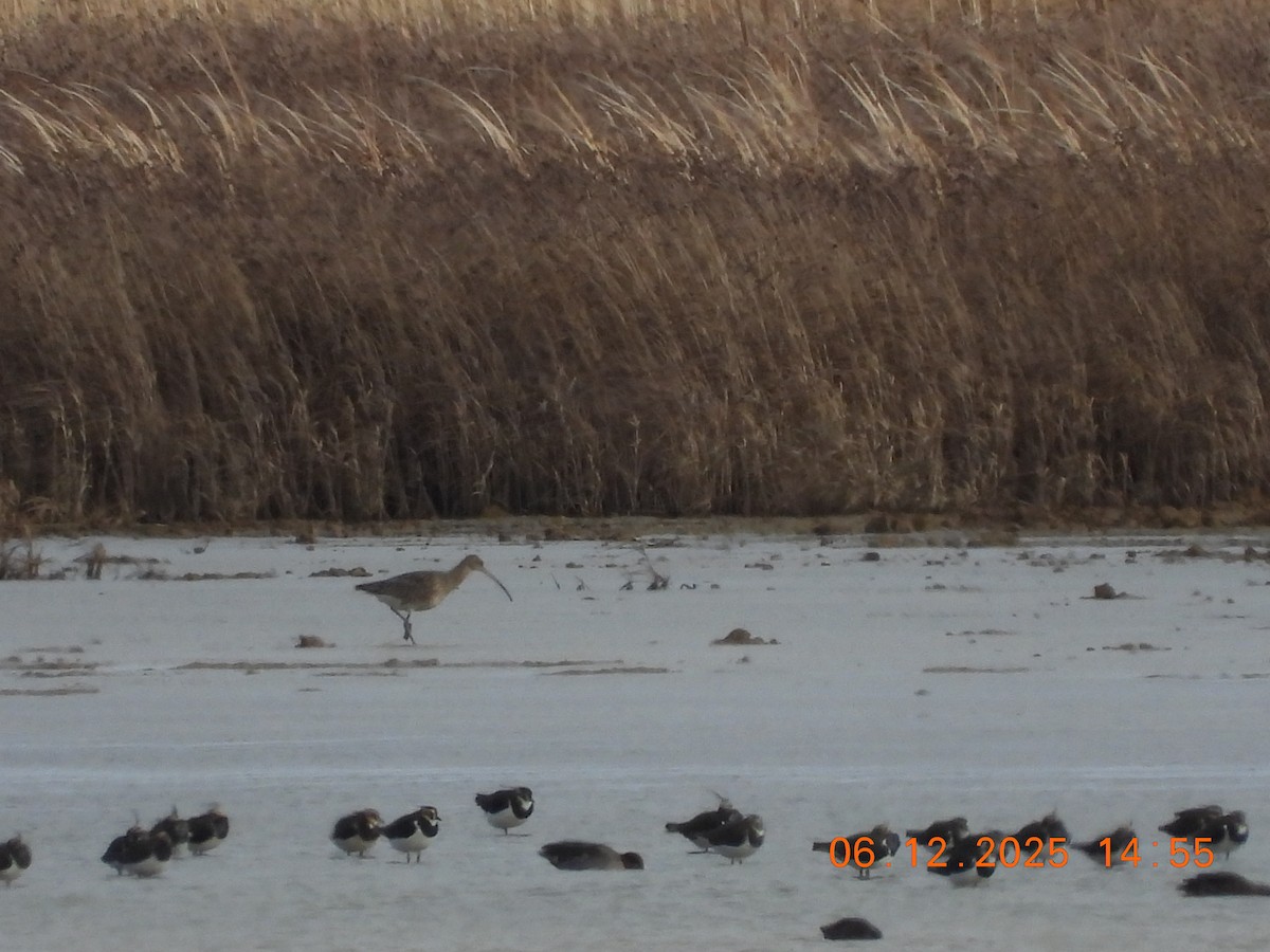 Chiurlo maggiore - ML646535126