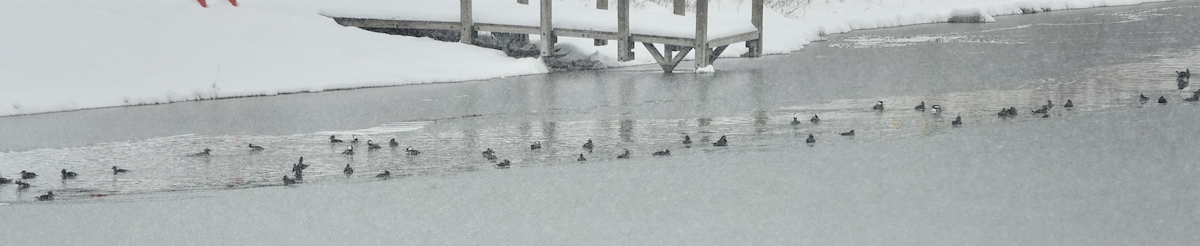 Hooded Merganser - ML646535130