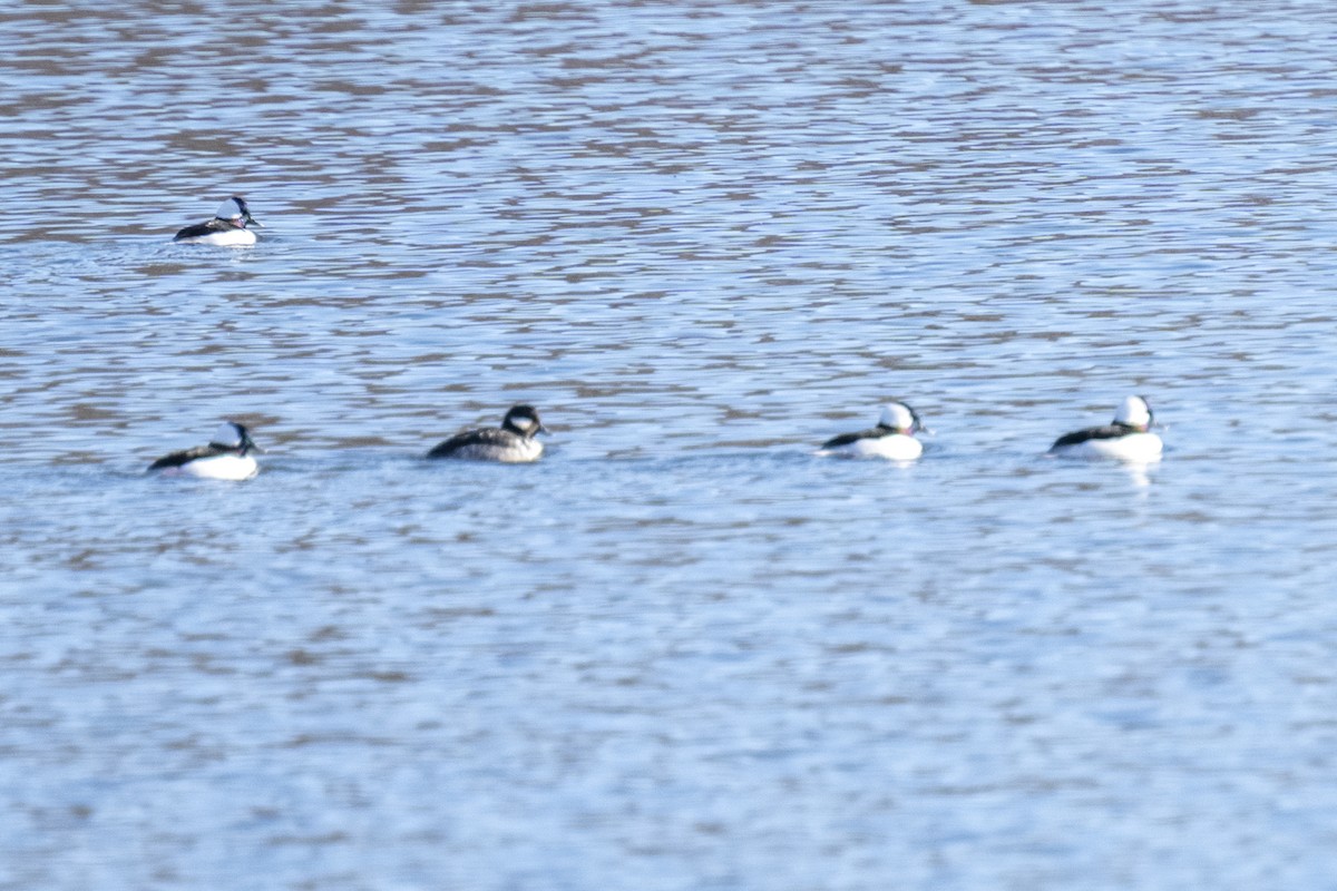 Bufflehead - ML646535131
