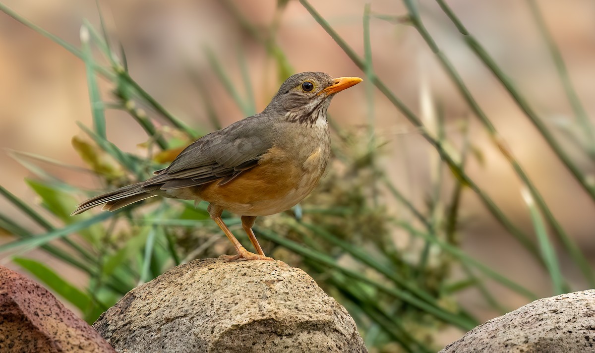 Kurrichane Thrush - ML646535133