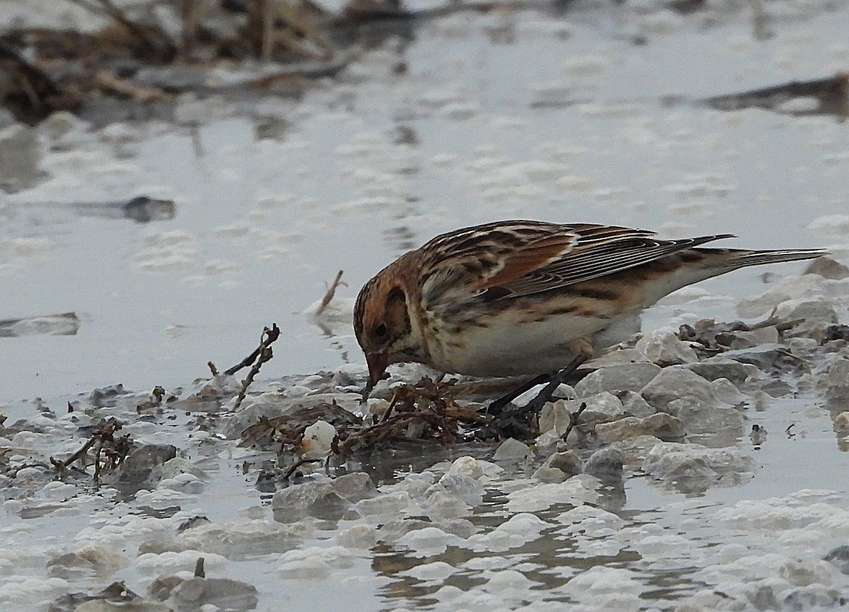 Lapland Longspur - ML646535134