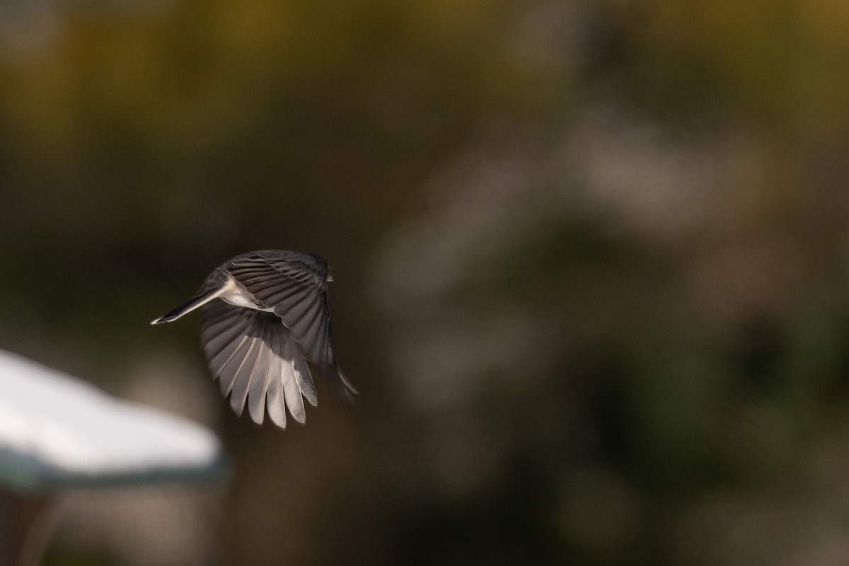 strnadec zimní - ML646535135