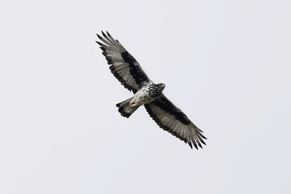 African Hawk-Eagle - ML646535137