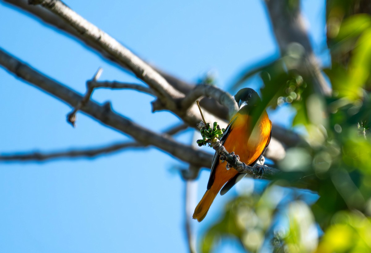 trupiál baltimorský - ML646535141