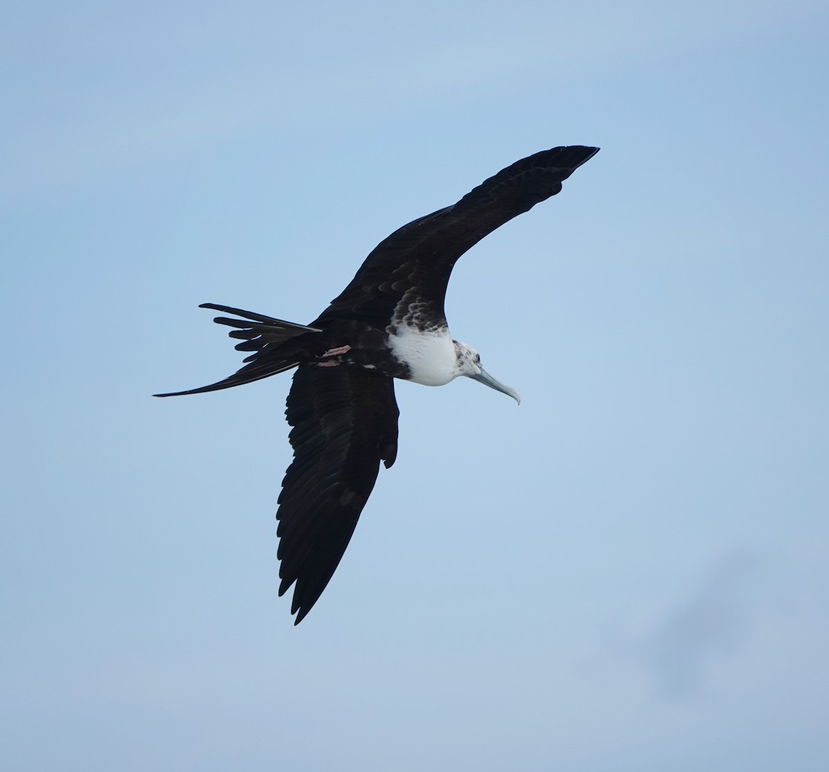 פריגט הדור - ML646535142