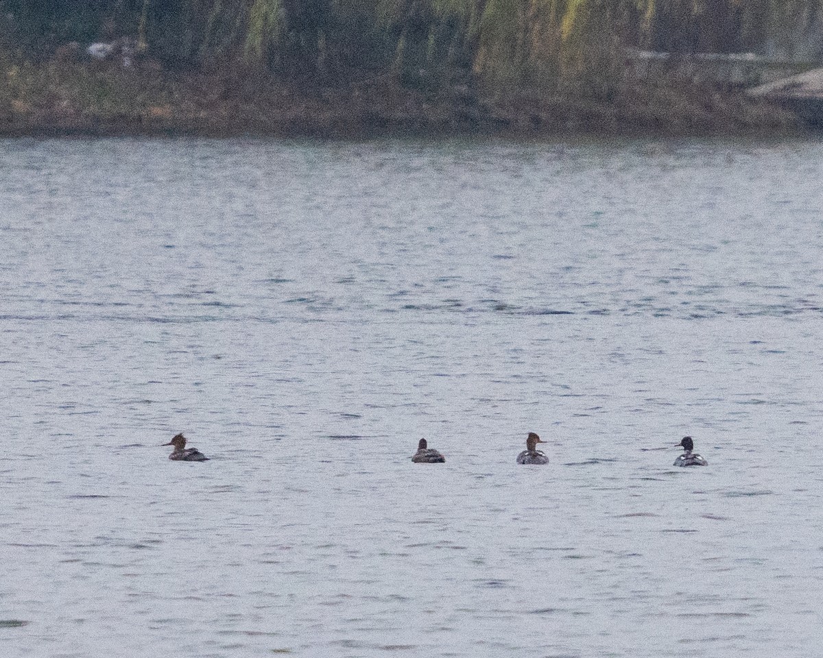 Mittelsäger - ML646535143