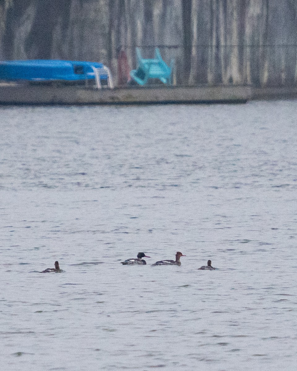 Mittelsäger - ML646535144