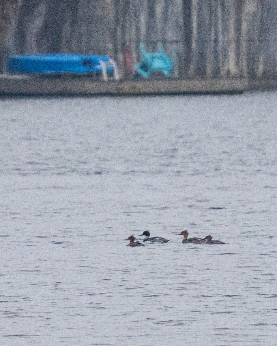 Mittelsäger - ML646535145