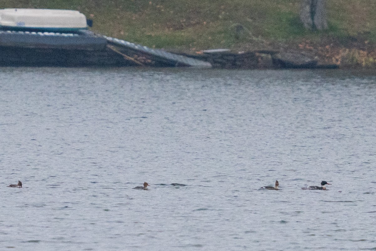 Mittelsäger - ML646535146