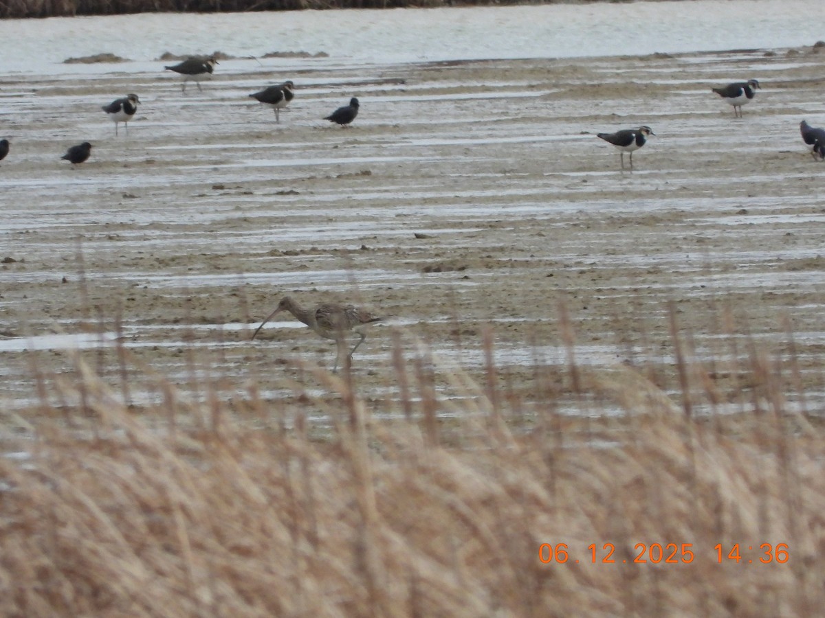 Chiurlo maggiore - ML646535149