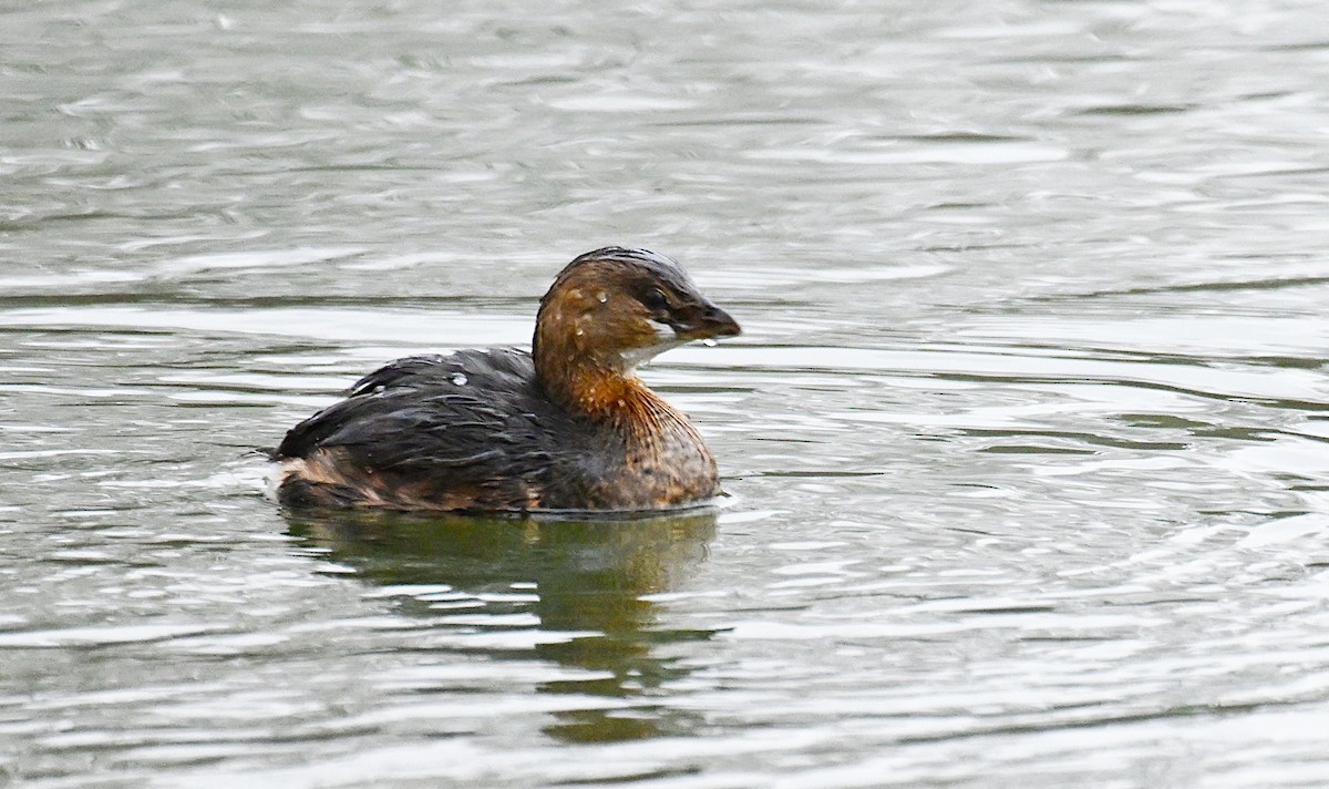 Pied-billed Grebe - ML646535150