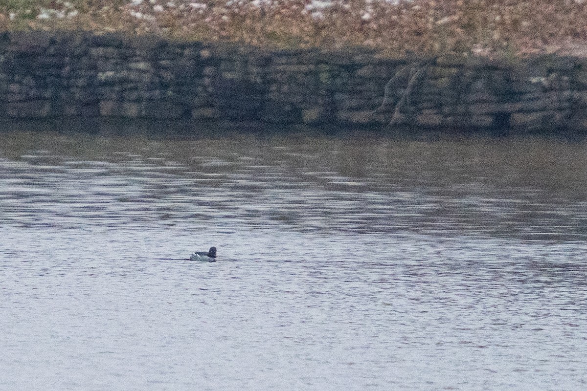 Schellente - ML646535153