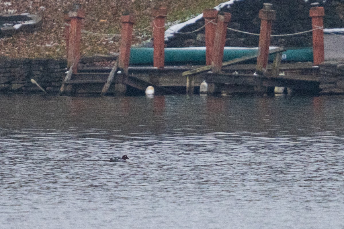 Schellente - ML646535154