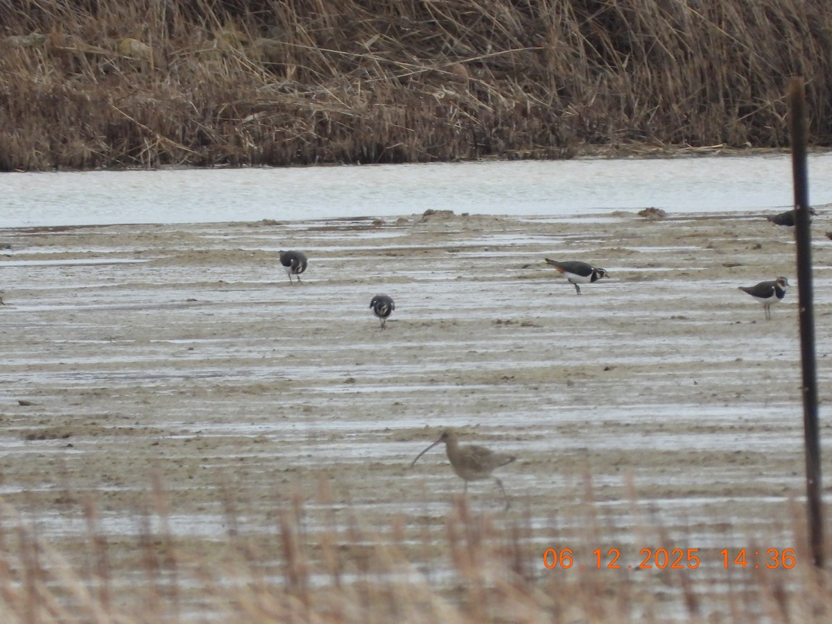 Chiurlo maggiore - ML646535155