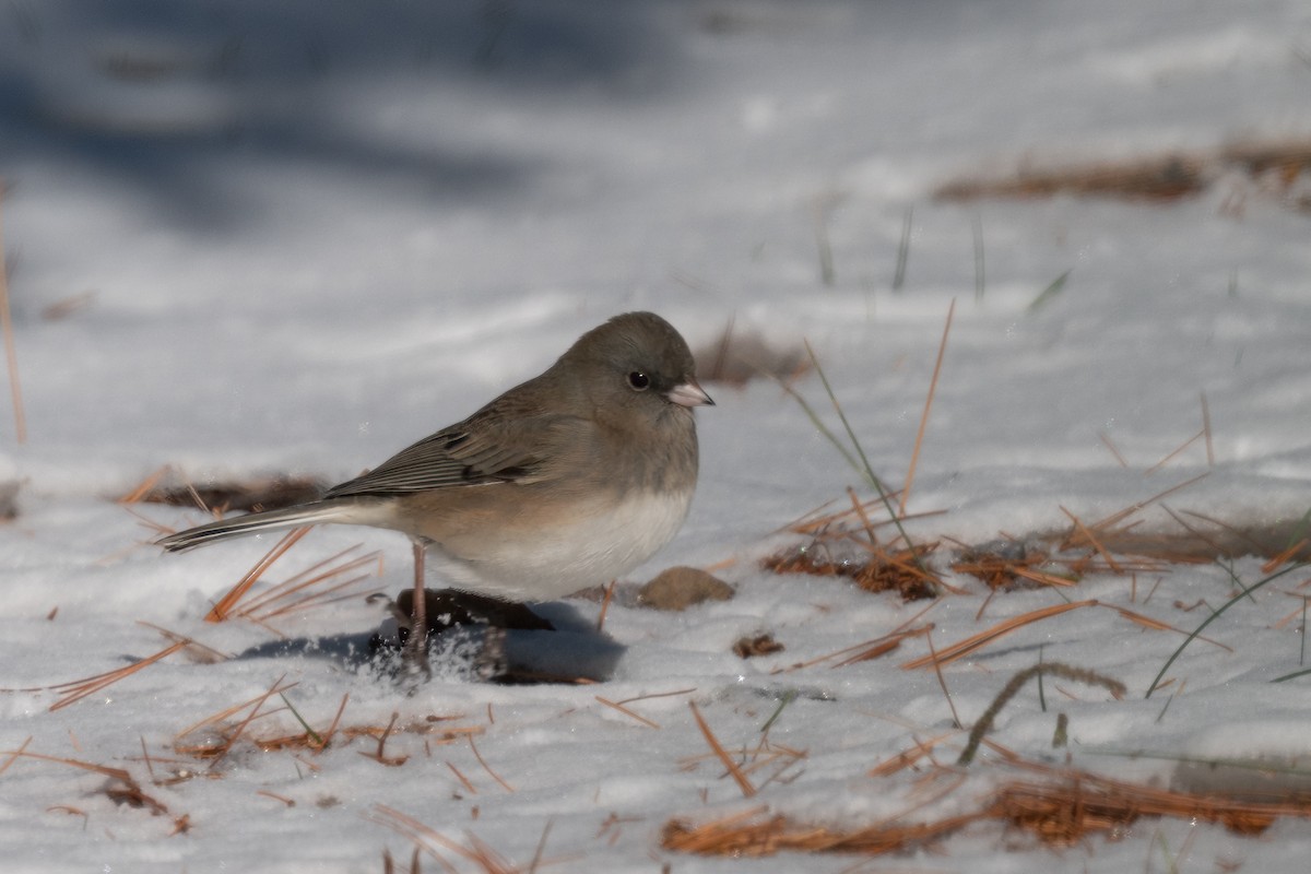 strnadec zimní - ML646535156