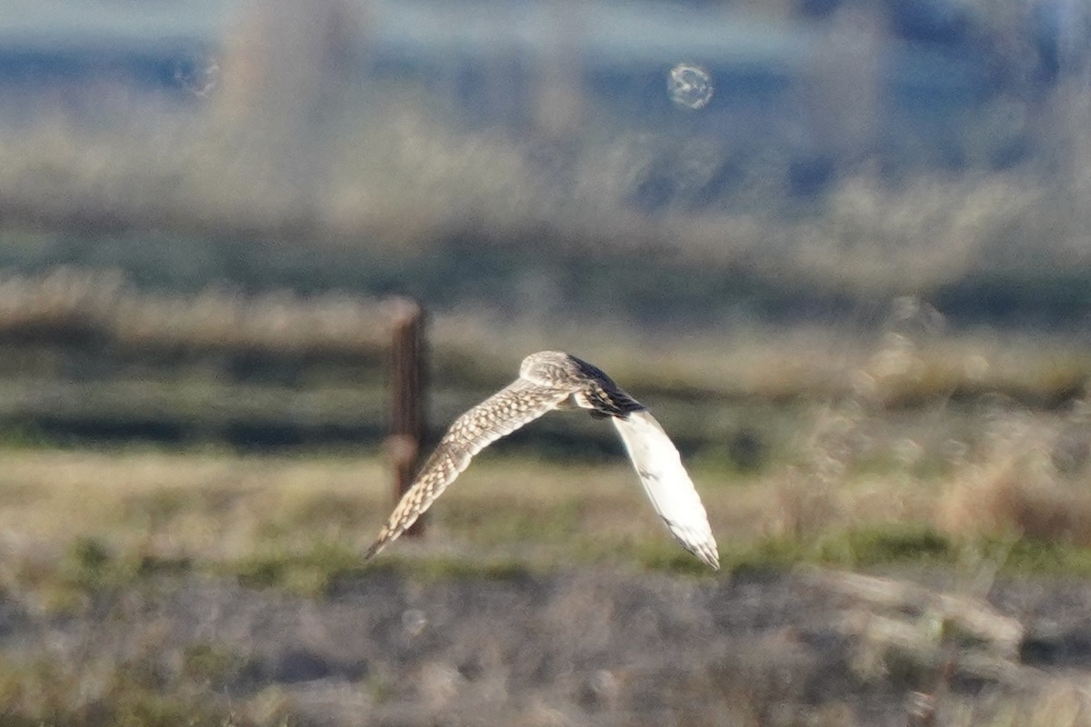 Zingira-hontza - ML646535157