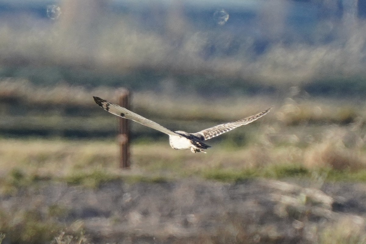 Zingira-hontza - ML646535158