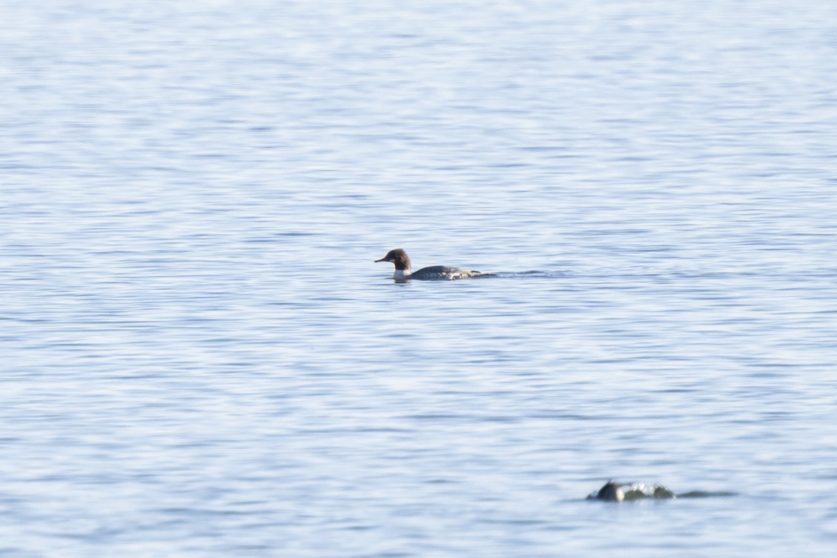 Common Merganser - ML646535160