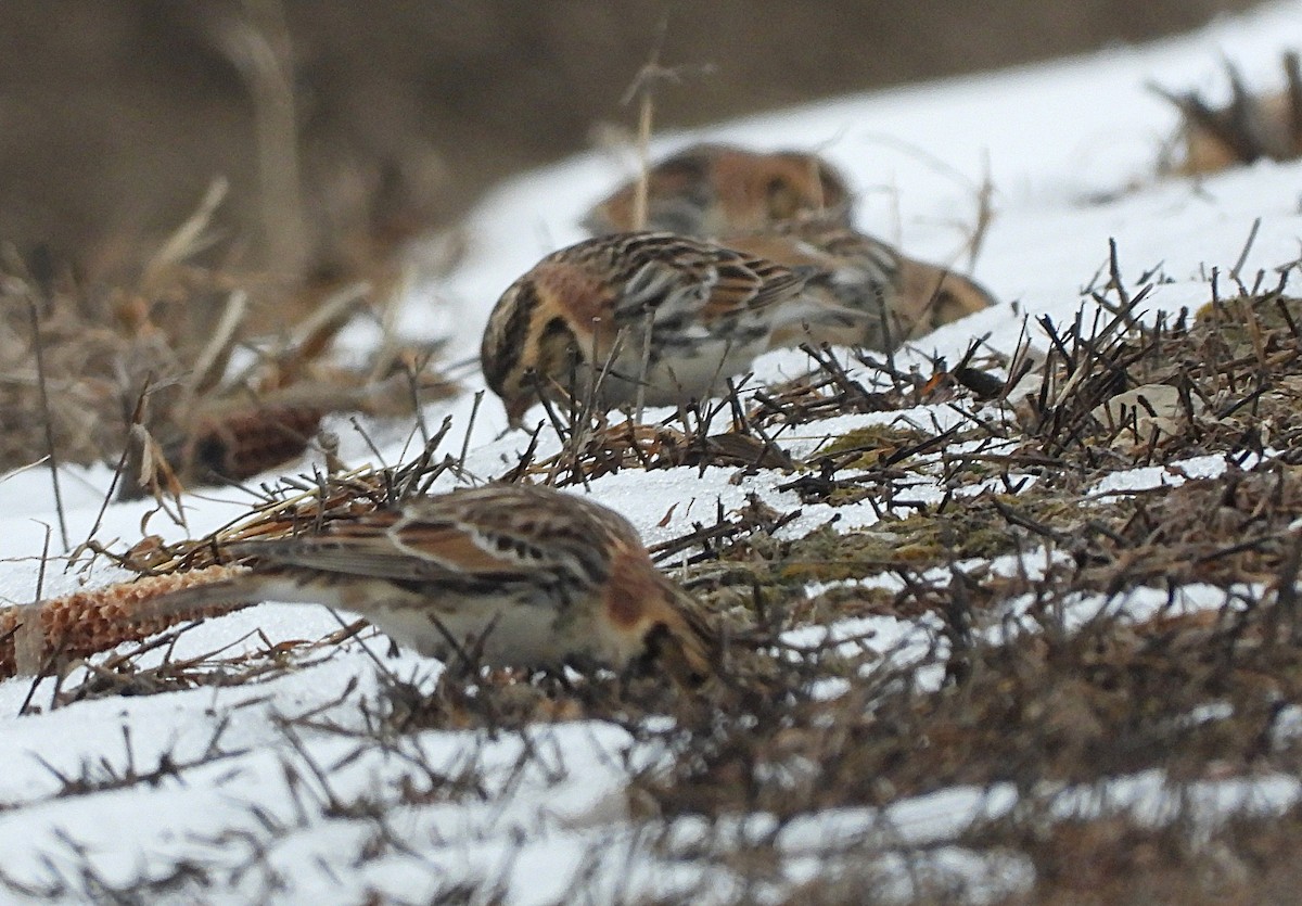 Lapland Longspur - ML646535166