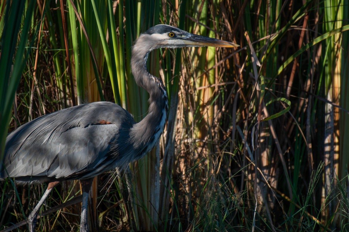 Great Blue Heron - ML646535167