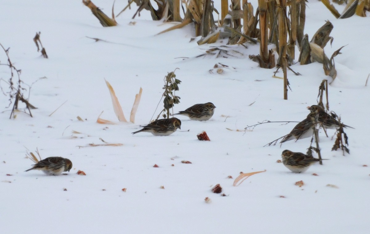 鐵爪鵐 - ML646535169