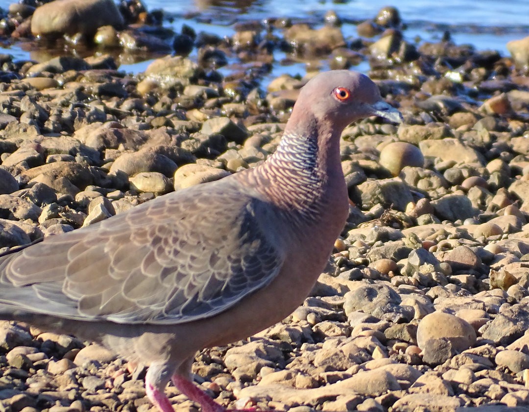 Picazuro Pigeon - ML646535170
