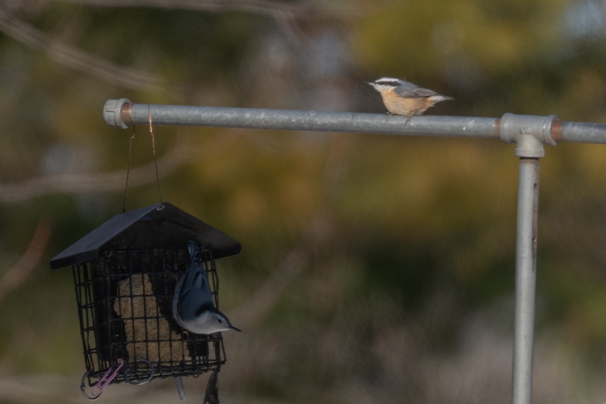 brhlík americký - ML646535171