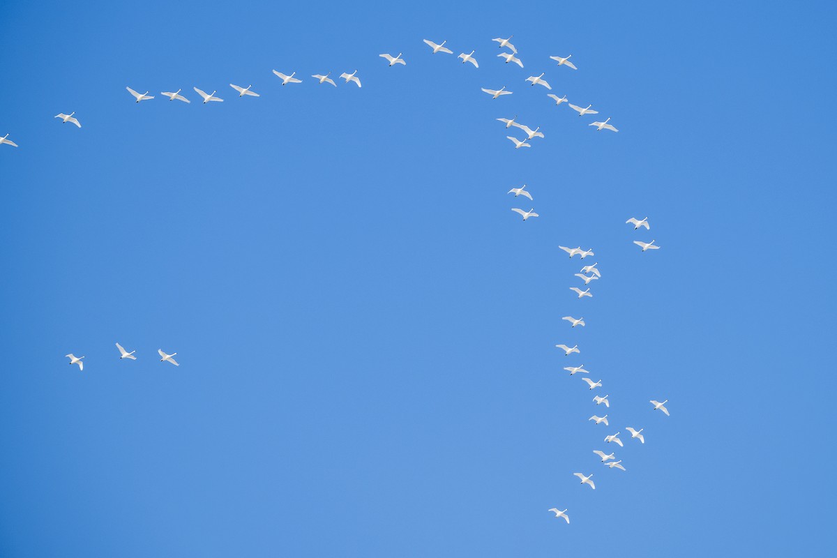 Tundra Swan - ML646535172