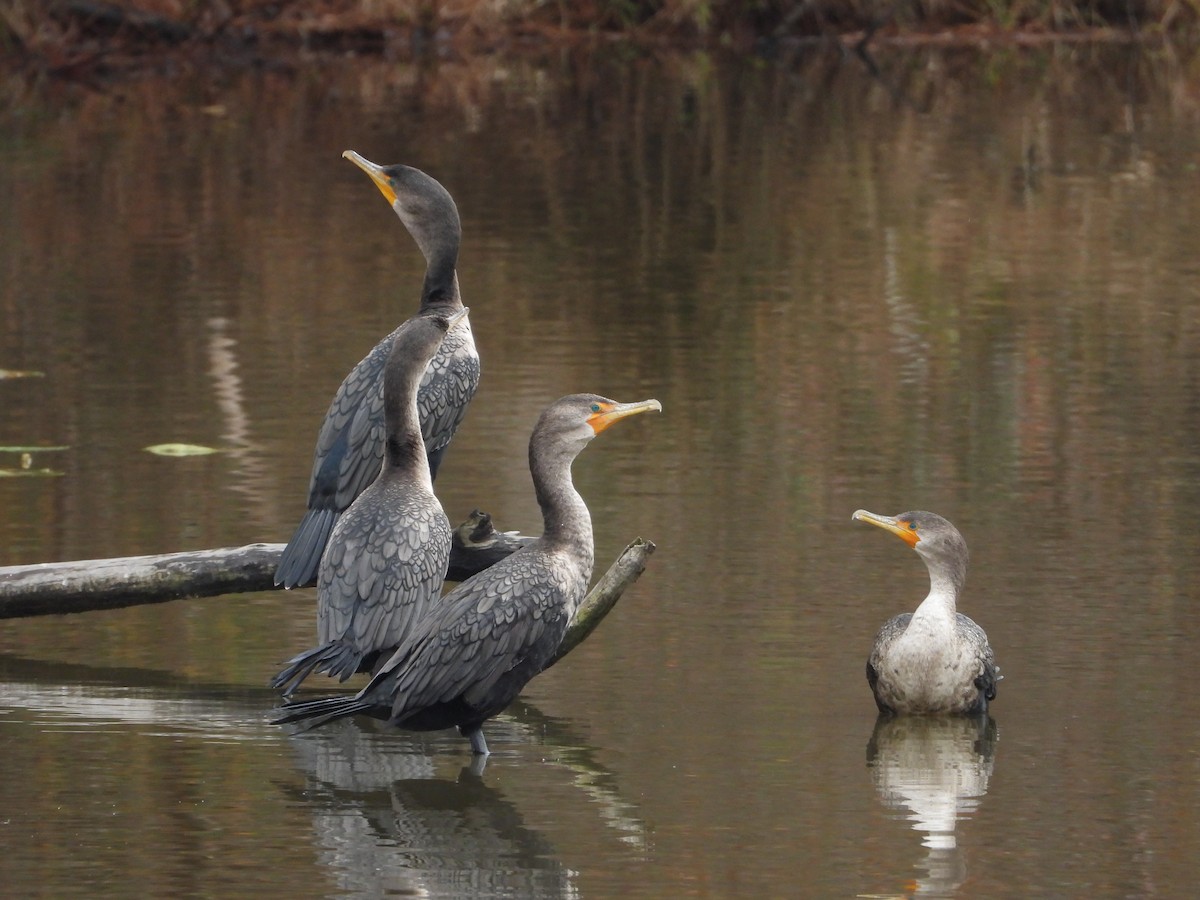 Double-crested Cormorant - ML646535173