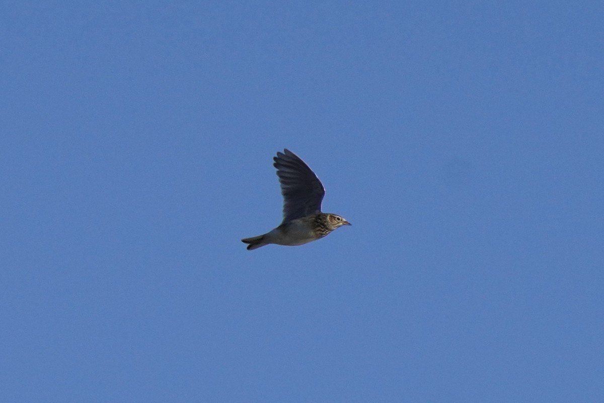 Eurasian Skylark - ML646535177