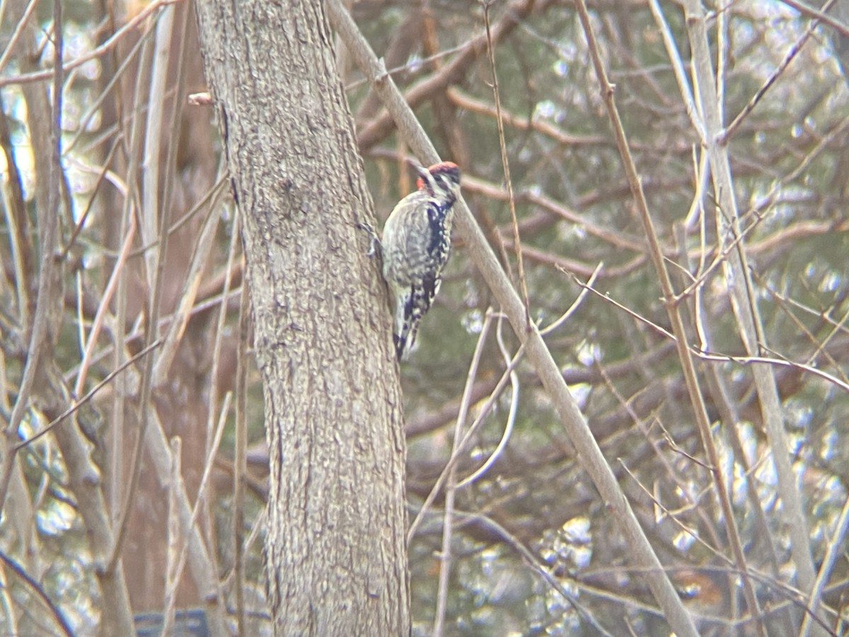 Yellow-bellied Sapsucker - ML646535178
