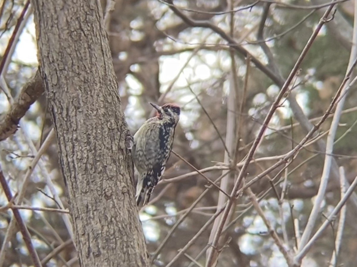 Yellow-bellied Sapsucker - ML646535179