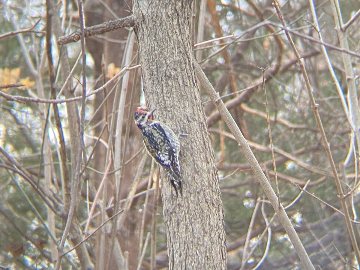 Yellow-bellied Sapsucker - ML646535180