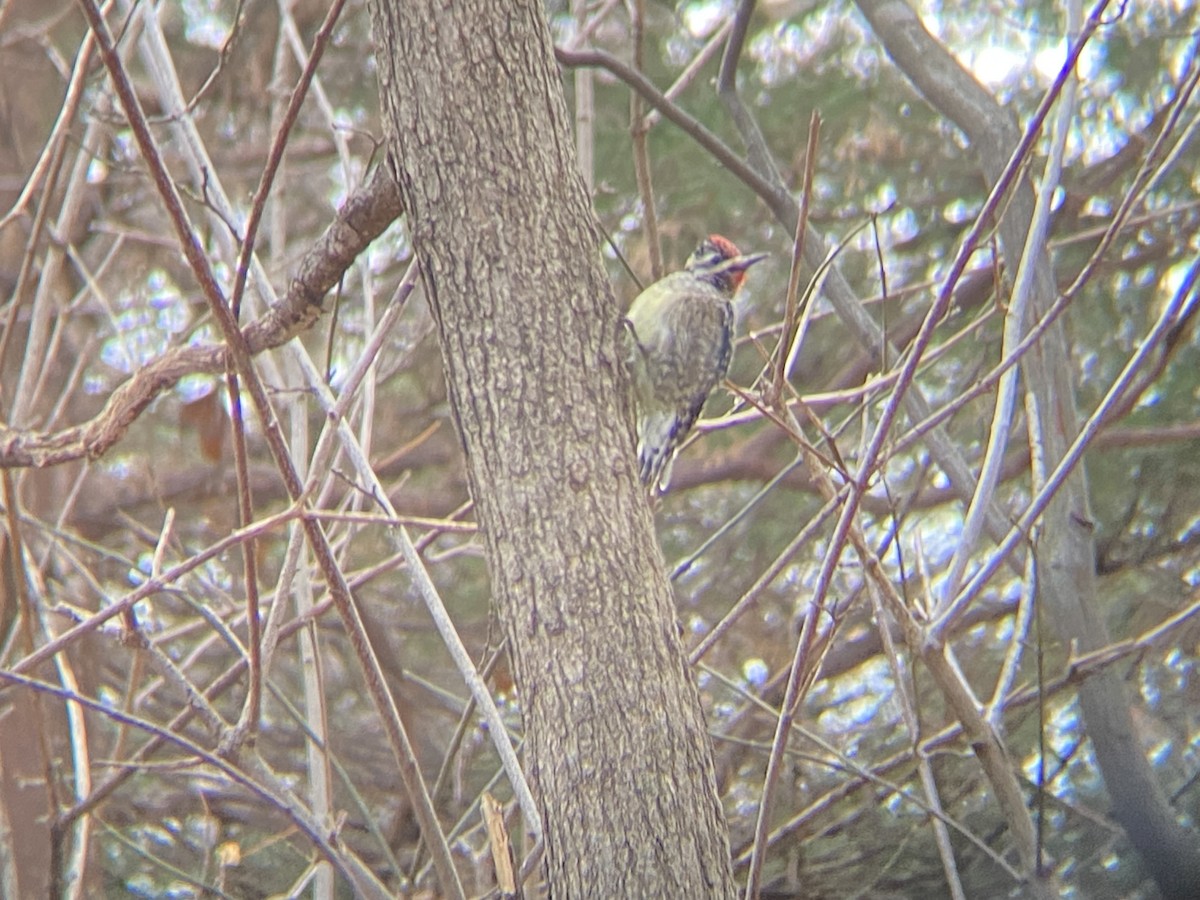 Yellow-bellied Sapsucker - ML646535181