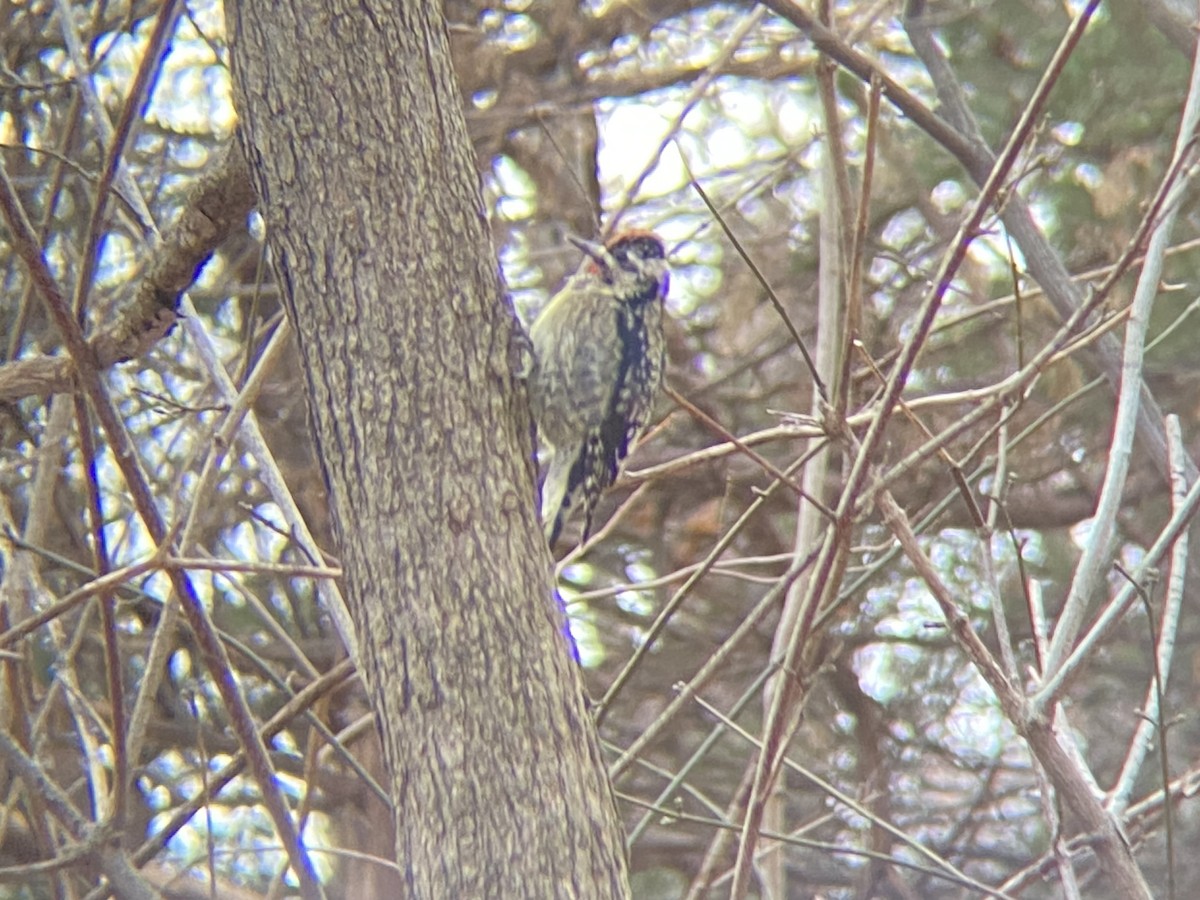 Yellow-bellied Sapsucker - ML646535182