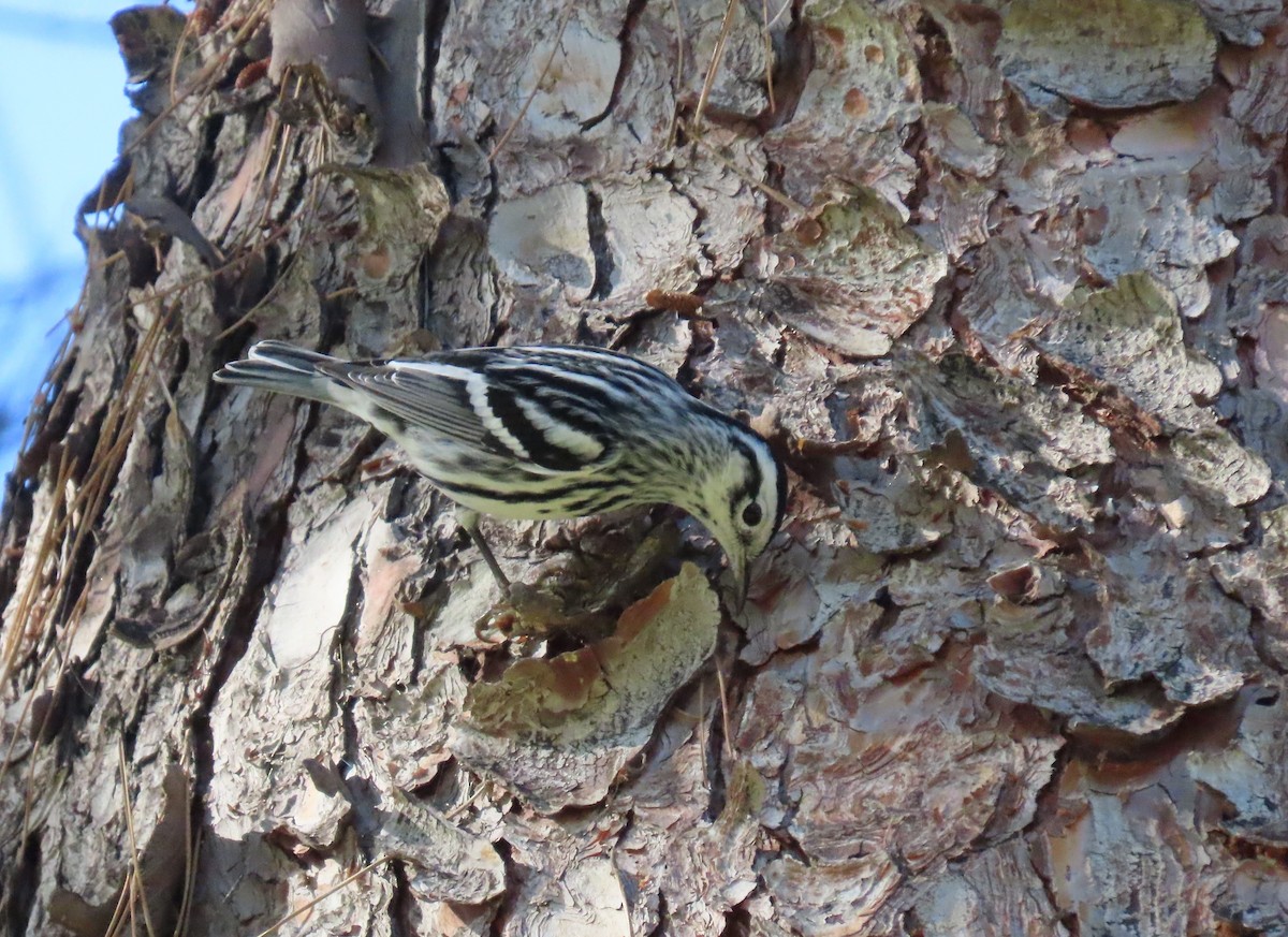 Reinita Trepadora - ML646535184