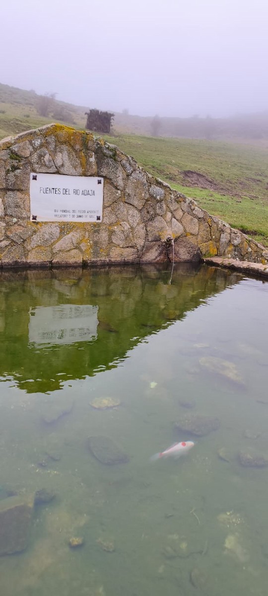 Koicarp - ML646535185