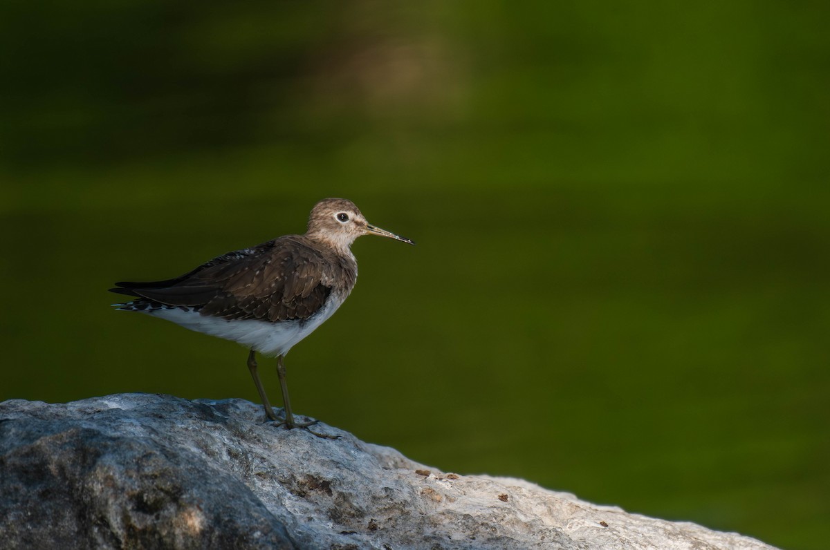 Solitary Sandpiper - ML646535188