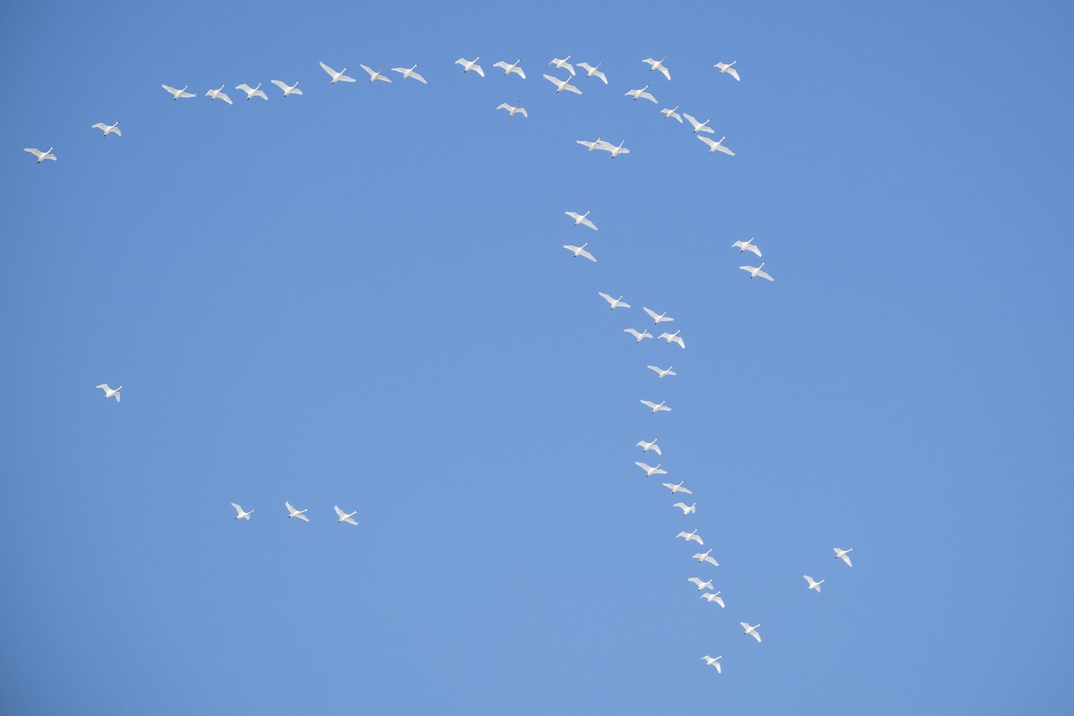 Tundra Swan - ML646535189