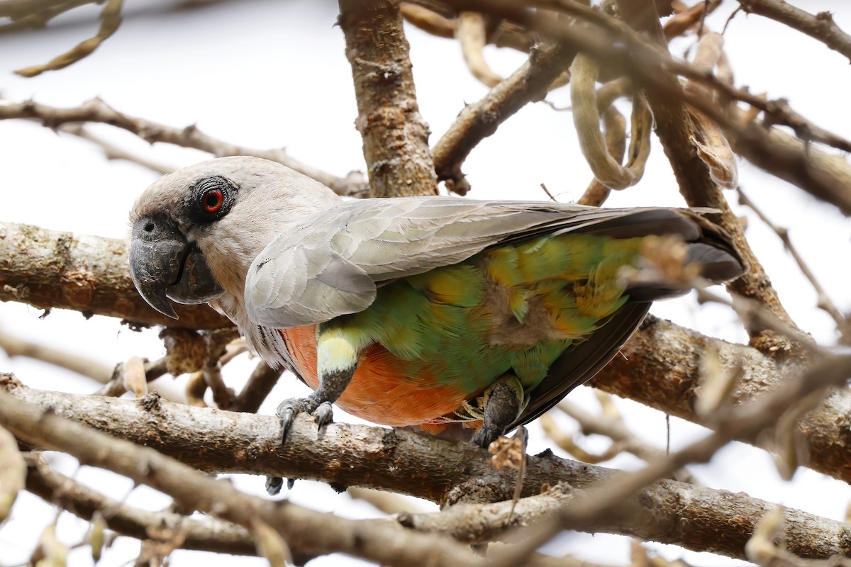 Red-bellied Parrot - ML646535192