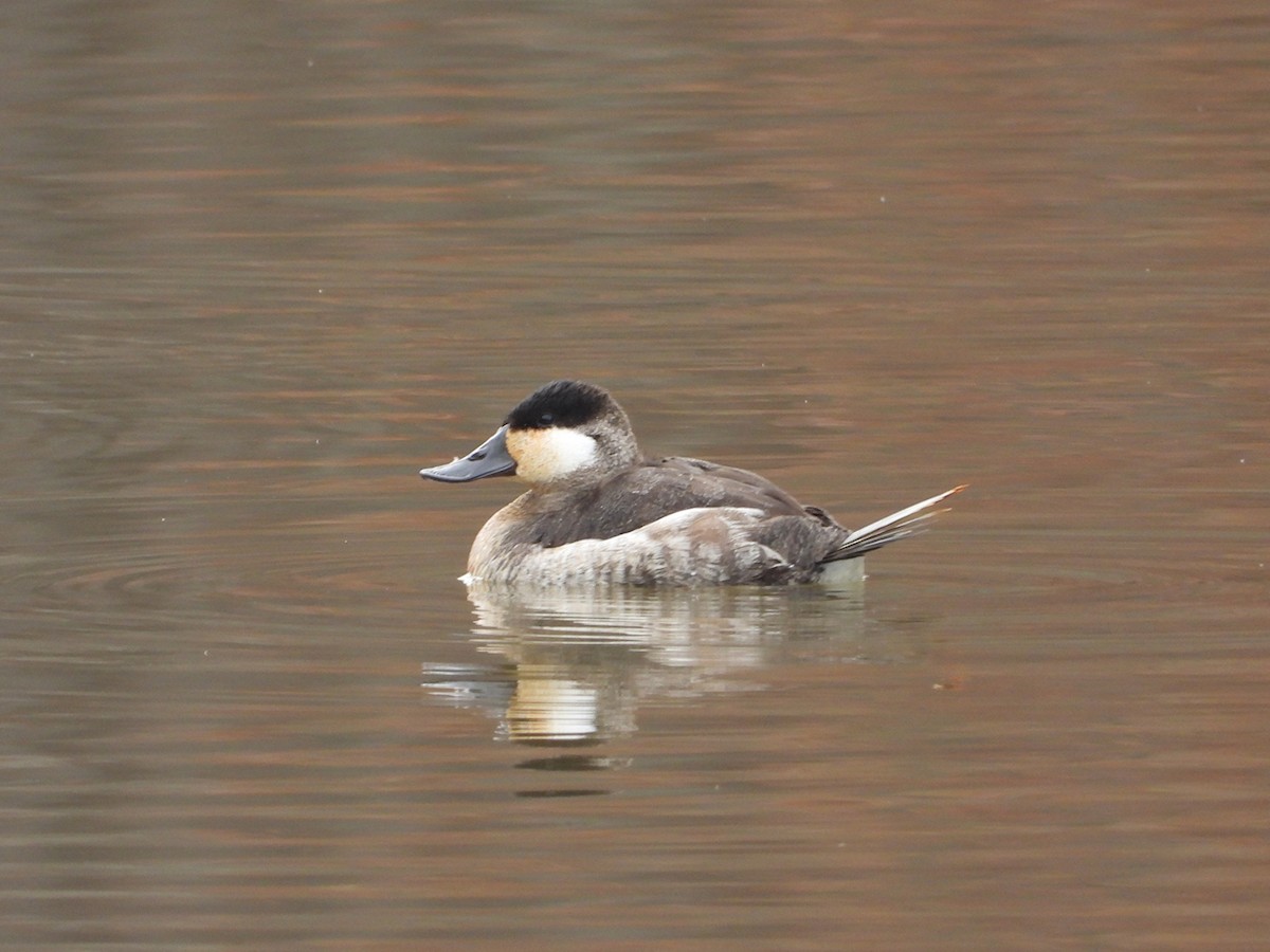 Ruddy Duck - ML646535193