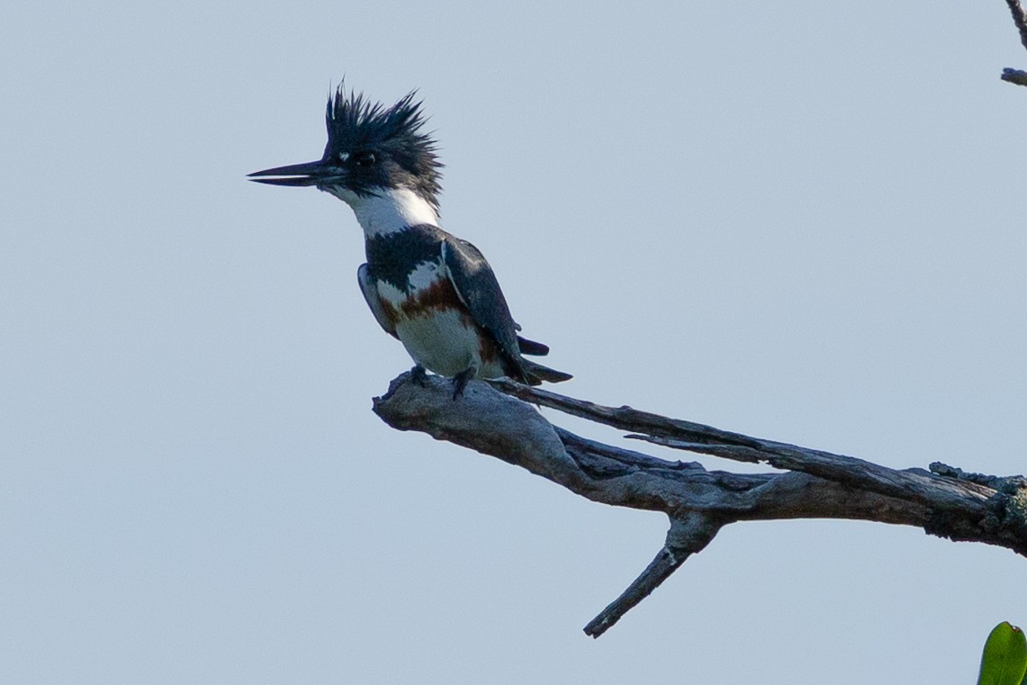 Belted Kingfisher - ML646535202