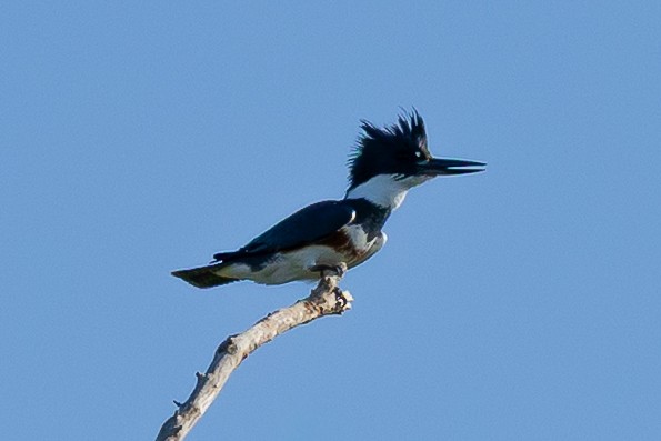 Belted Kingfisher - ML646535203