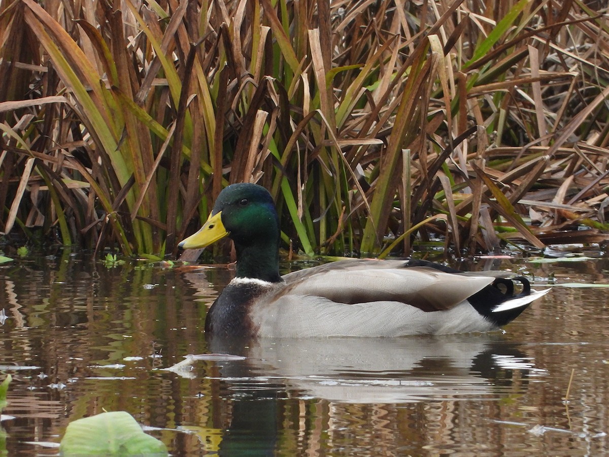 Mallard - ML646535204