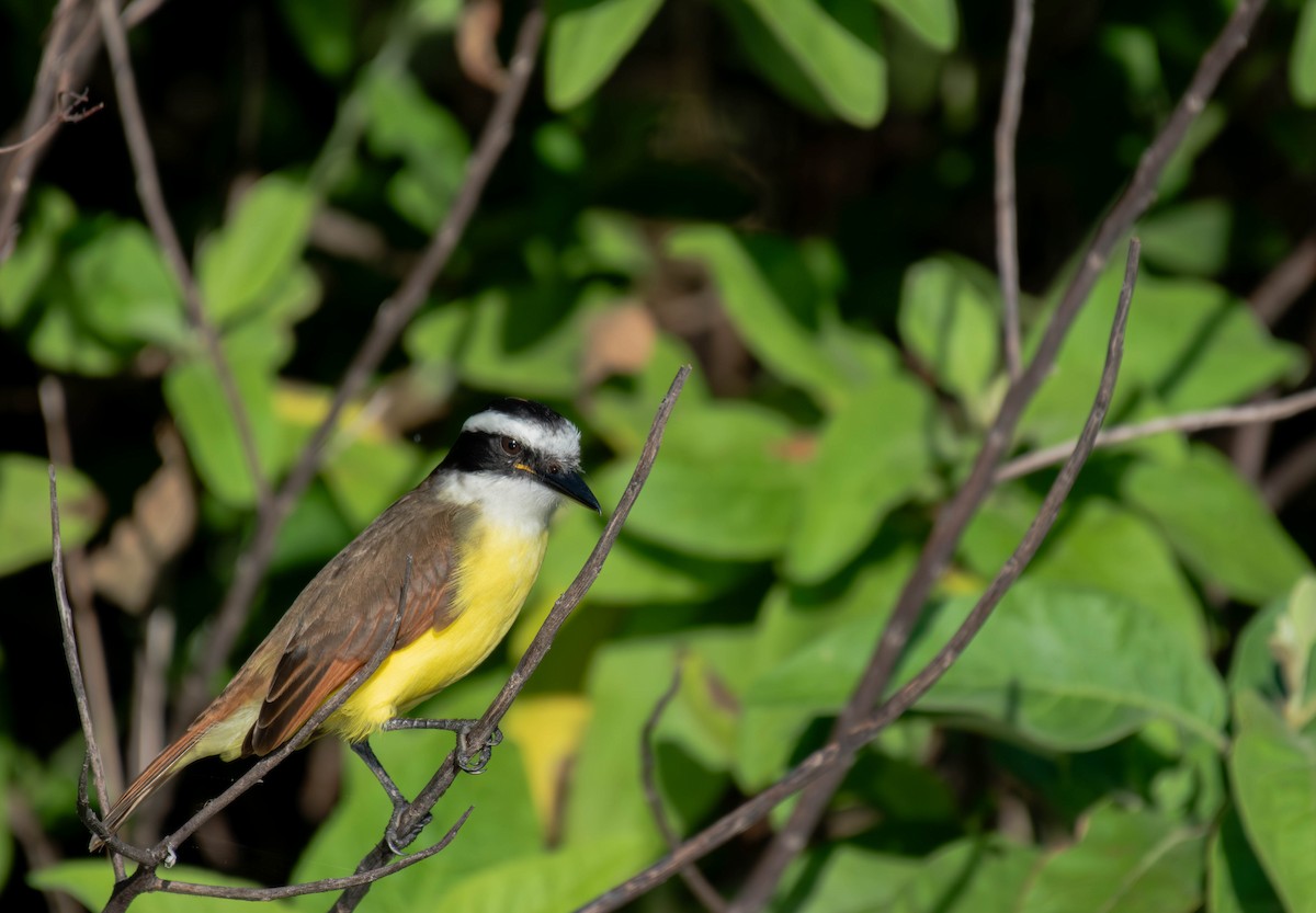 Great Kiskadee - ML646535207