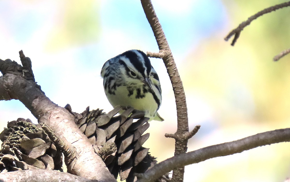 Reinita Trepadora - ML646535209
