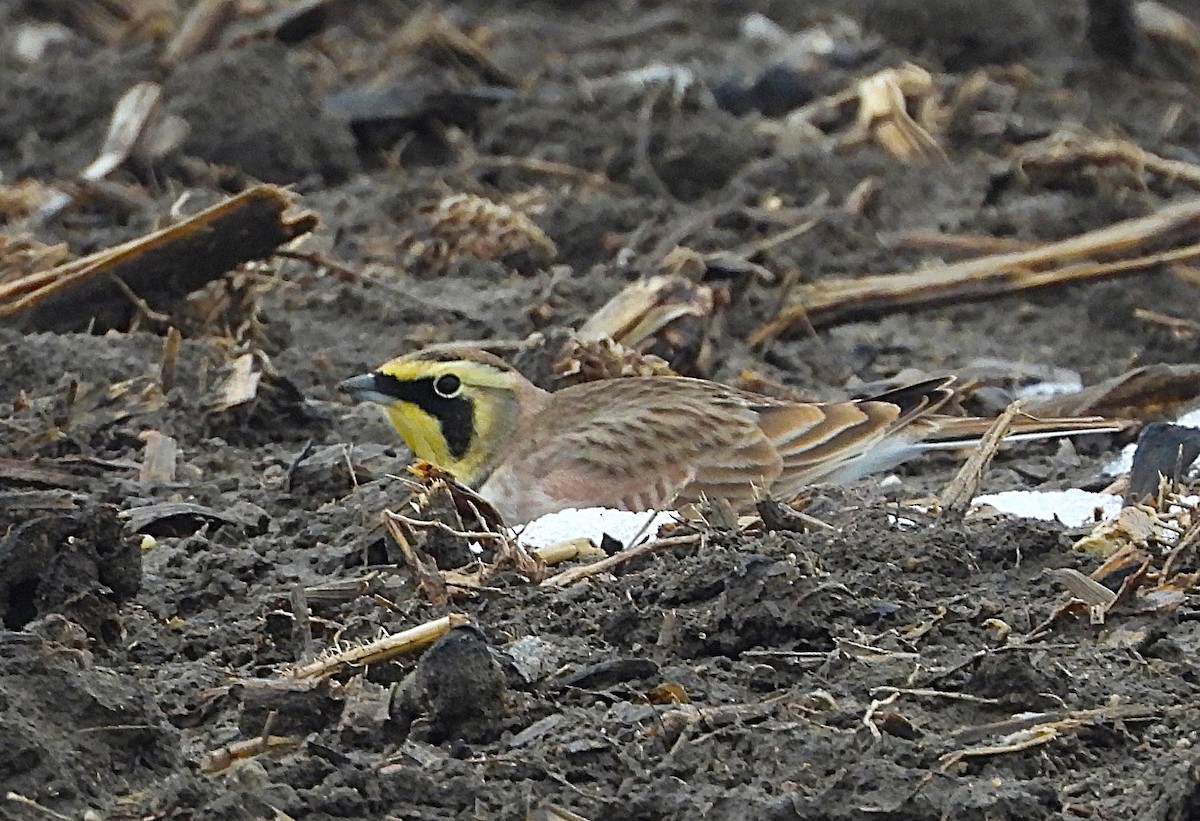 Horned Lark - ML646535215