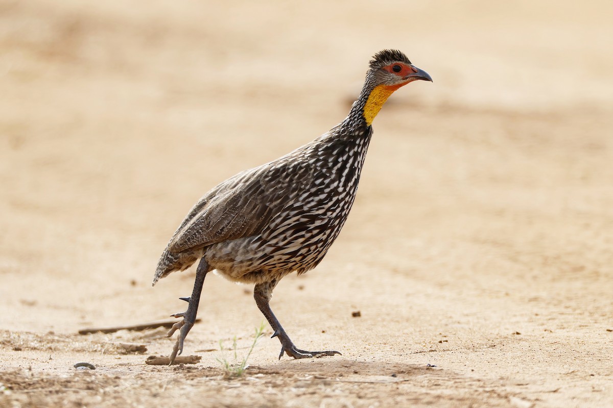 Yellow-necked Spurfowl - ML646535217