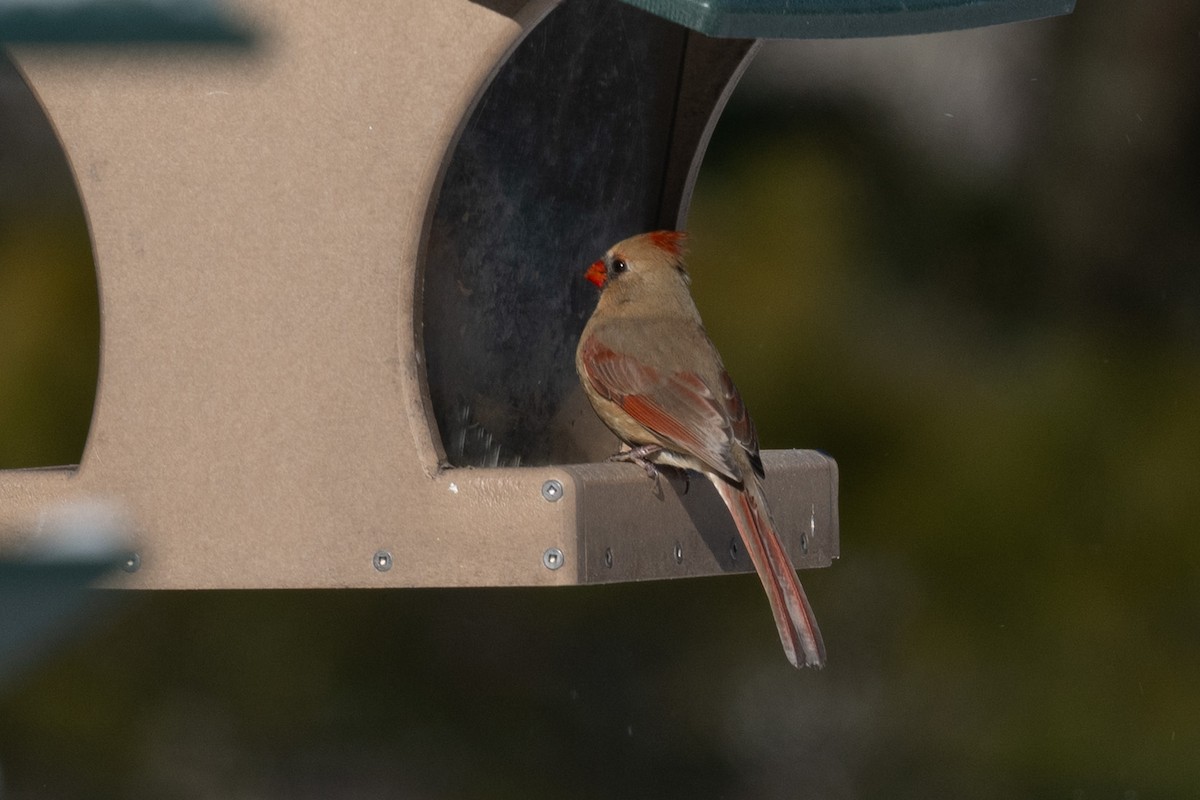 kardinál červený - ML646535218